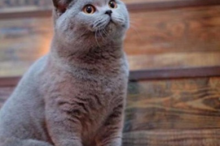 英短猫和蓝猫有什么不同？新手必看选猫指南！