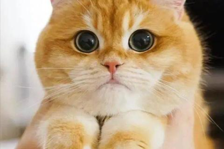 金渐层猫身价不菲？这几个原因你必须知道！