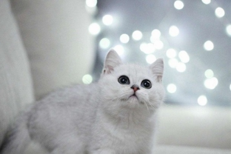 银渐猫是什么品种的猫？它和英国短毛猫有关系吗？