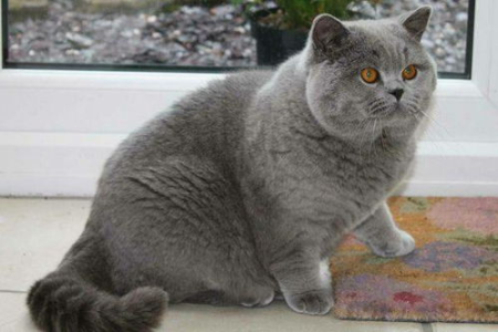 英国短毛猫品相标准是什么？教你轻松鉴别纯种英短