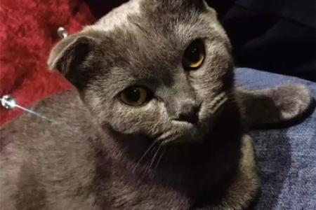 想养猫？蓝猫和折耳猫哪个更好？看完这篇你就知道了！