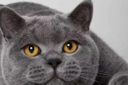 英短蓝猫对主人忠诚吗？性格决定一切？
