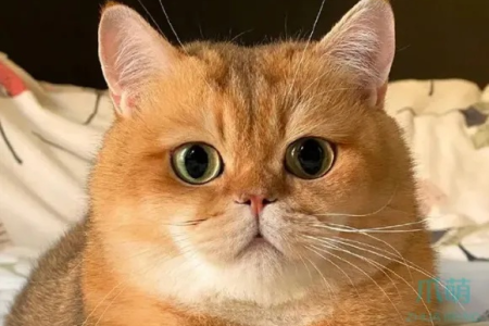 金渐层猫真的会咬人吗？深度解析猫咪行为！
