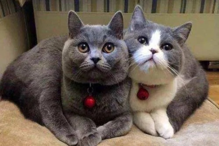 英短蓝猫真的会认主人吗？性格差异影响大不大？