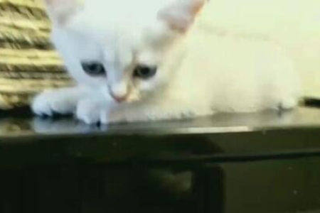 想了解银渐层猫？它其实是英国短毛猫家族成员！