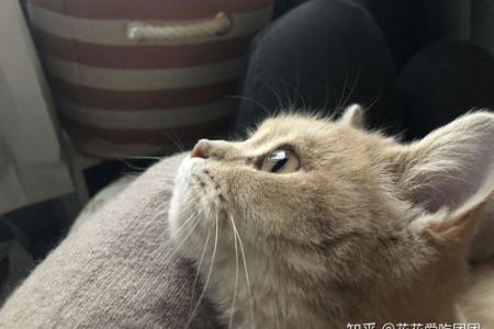 解密“端午色英短”：名字与毛色的关联
