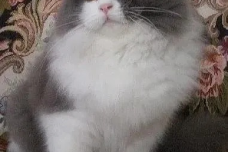 蓝白高地猫是什么品种？长毛猫的秘密