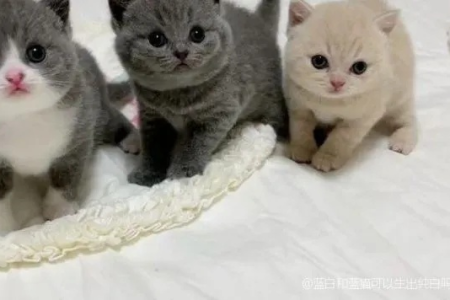 蓝猫和白猫生什么猫？不同品种白猫结果大不同！