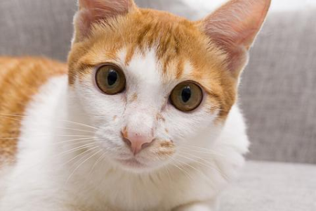 英短和橘猫生下什么猫？品种特征大揭秘