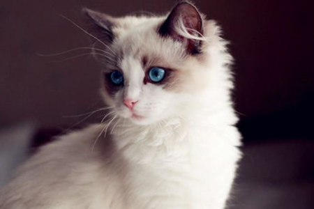 想养猫，净梵猫和蓝白猫哪个更划算？