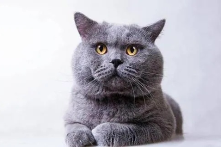新手如何挑选蓝猫？避免猫病，轻松拥有健康蓝猫