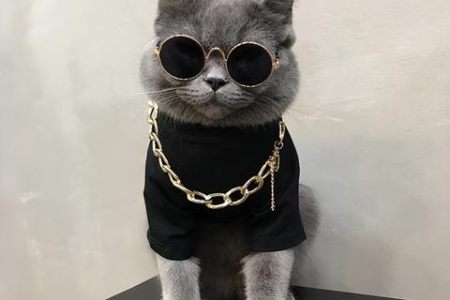 蓝猫啥时候变成包子脸？8个月就能变圆脸吗？