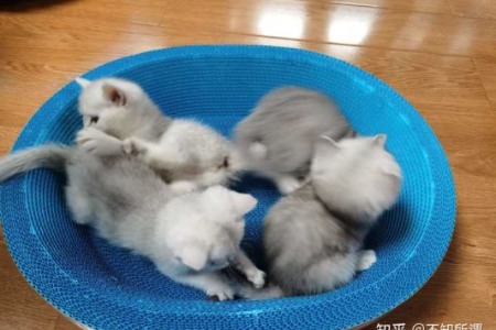 银渐层蓝猫生下的小猫什么样？品种特征大揭秘！