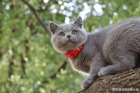 纠结要不要养蓝短猫？先了解它的优缺点！