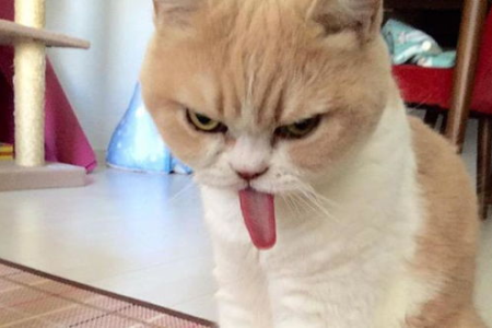别惹英短蓝猫！记仇后的报复行为大揭秘！