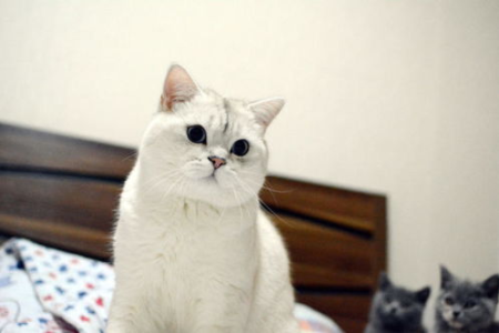 银渐层猫几个月成年？一岁才算成年猫！