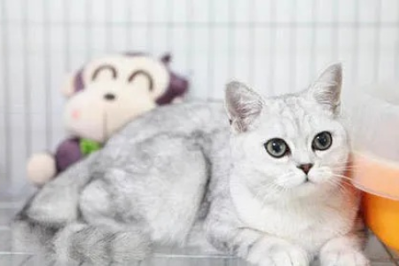蓝白和银渐层配能出什么小猫？毛色基因大揭秘！