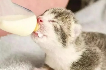 养小奶猫前你需要准备什么？从窝到食具一次搞定
