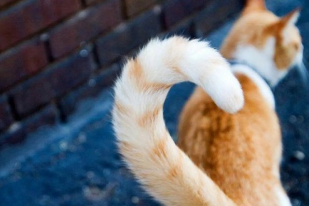 猫尾巴有啥用？这几个秘密你都知道吗？