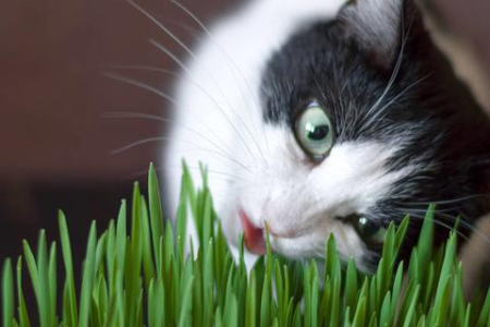 猫4天没拉屎，急坏我了！解决猫咪便秘的实用妙招