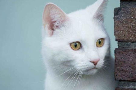 猫吃了芥末几天后死亡，背后的真相是什么？