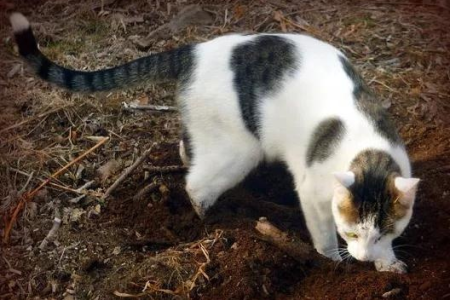 家猫吃完饭刨地是本能？揭秘猫咪埋食行为