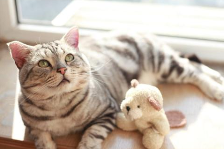 猫半张着嘴，是生病了还是太热了？