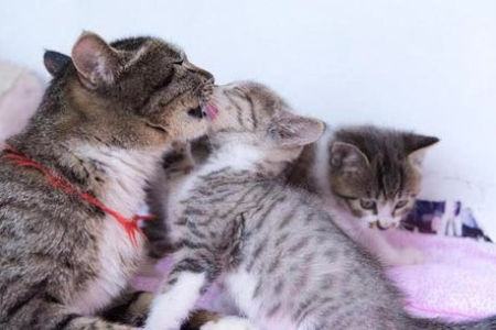 母猫一次能生几只小猫？猫产仔数量由什么决定因素？