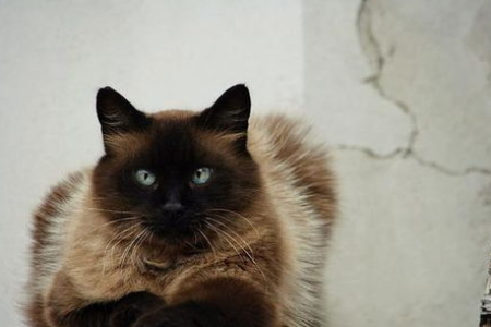 想养猫？千万别养暹罗猫！后悔的真实原因