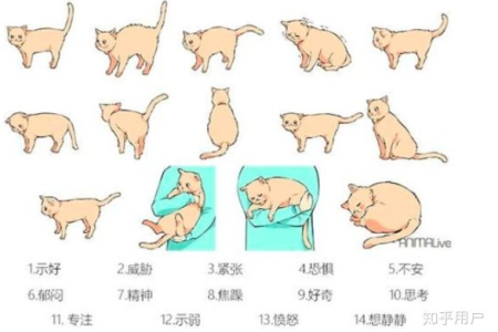 如何通过猫摇尾巴判断猫咪情绪？新手必看