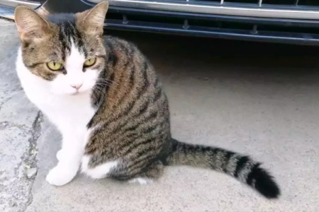 猫咪也有等级？细说猫咪社会里的“鄙视链”