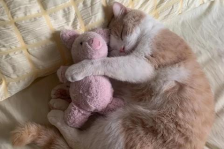 猫咪睡姿大揭秘：各种睡姿都代表着什么含义？