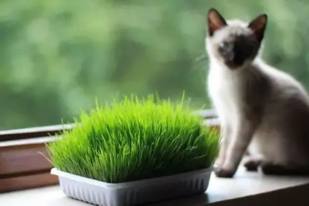 猫咪最怕的几种盆栽植物，养猫家庭必读！