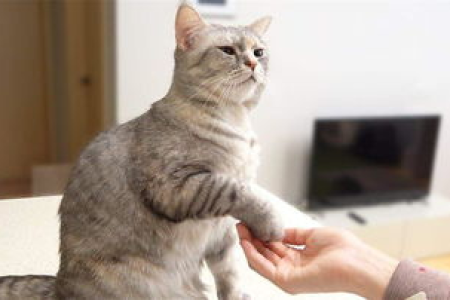 我的猫咪喜欢我吗？学会这些就能知道答案了！