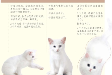 想知道猫咪几岁了？几个小技巧教你轻松辨别猫咪年龄