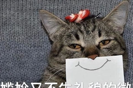 猫咪在高楼大厦里走丢了，它能自己找到家吗？