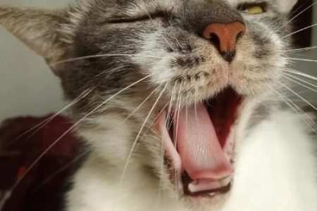 我的猫为什么一声不吭？可能是这些原因