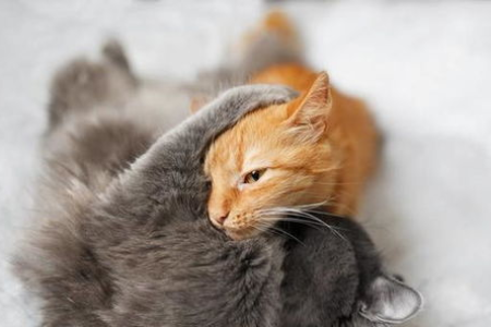 猫咪叼东西给主人什么意思？解读猫咪送礼背后的秘密