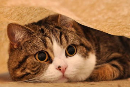 养猫知识大全：解决常见猫咪问题，轻松养猫秘籍