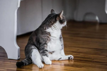 猫咪太胖怎么办？教你如何科学给猫减肥