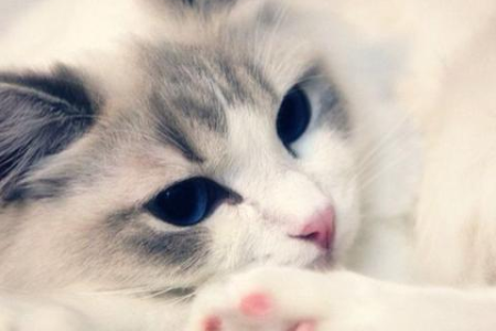给猫梳毛的三大好处：健康毛发，减少掉毛，增进感情
