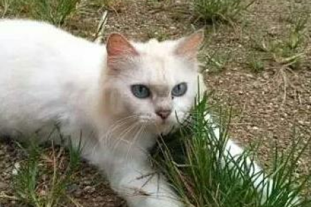 猫咪爱出门遛弯吗？不同猫咪遛猫的可能性分析