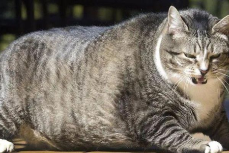 家里猫咪胖不胖？几个小技巧教你轻松判断