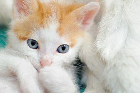 猫咪掉毛严重是什么原因？快速找到解决方法！