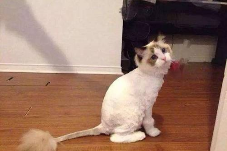 猫咪剃毛需要注意什么？夏季剃毛真的好吗？