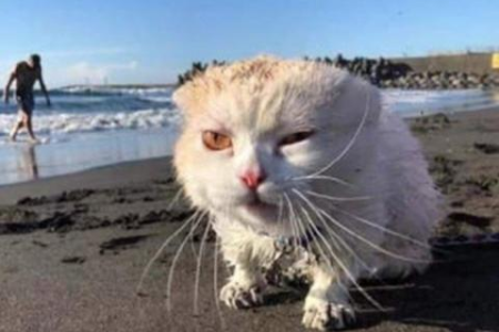 猫砂盆的种类有哪些？帮你快速找到合适的猫砂盆