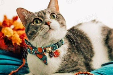 为什么要给猫咪戴项圈？好处多到你想不到！