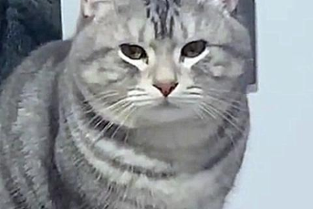 猫把主人当什么？揭秘猫咪眼中的你！