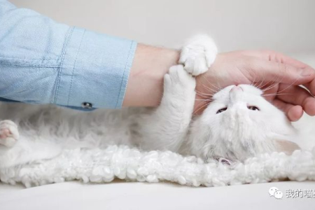 家里猫咪老是抓人？可能是这些原因造成的