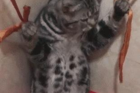准备迎接猫咪？新手养猫前必备物品及注意事项